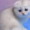 Scottish Fold Munchkin Cats for Sale at Healthymunchkinkittens
