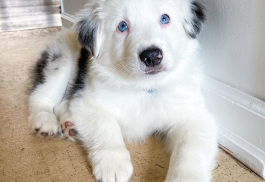 Australian Shepherd Puppies Australian Shepherd Puppies