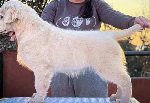 Golden Retriever – BEAUTIFUL Puppies Golden Retriever – BEAUTIFUL Puppies