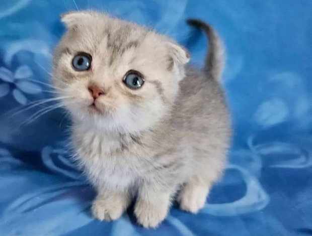 Scottish Fold Munchkin Cats for Sale at Healthymunchkinkittens