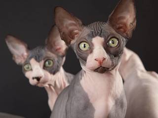 Unusual sphinx cats. Description of the breed and care