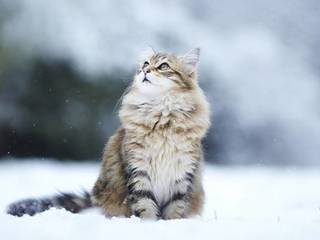 Care of Siberian cat