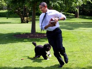 Top 10 Most Famous American President's Dogs