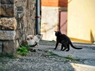 Body language and behavior of cats