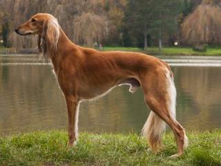 Saluki – Persian Greyhound is an excellent companion