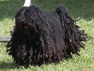 Features breed Puli and proper care.