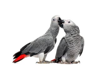 African Grey Parrot Breeding Tips
