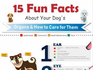How To Care For Your Dog’s Organs