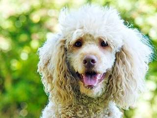 The Ultimate Guide to Poodle Diseases and Health Issues