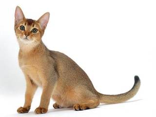 The History of the Abyssinian Cat: Tracing Their Ancestry and Origins
