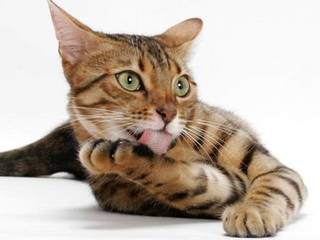  A Complete Guide to the Bengal Cat Breed 