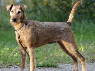 Irish terrier: everything you wanted to know about the breed