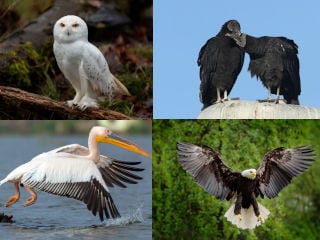 Top 10 Prey Birds with the Biggest Appetites