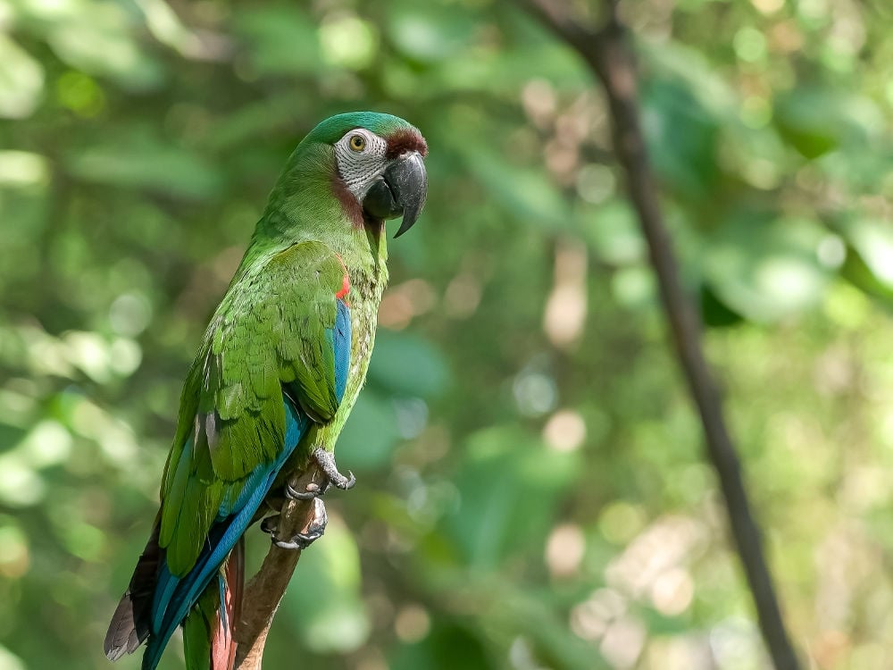 Mini macaws