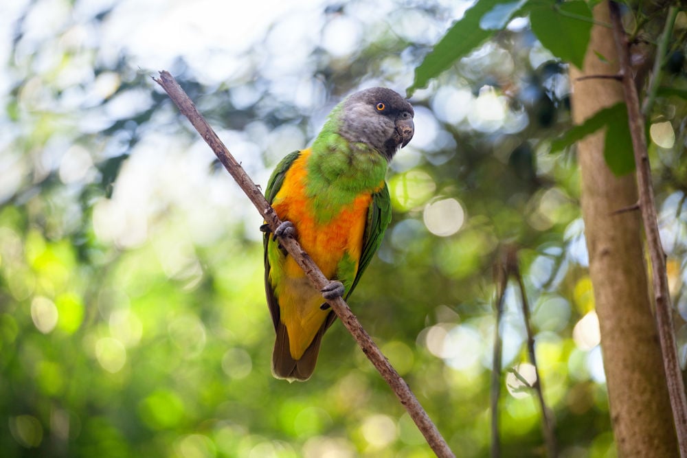 Senegal parrots