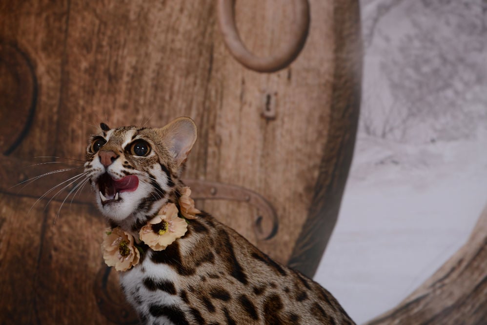 Asian Leopard Cats Legal Exotic Animals in Florida