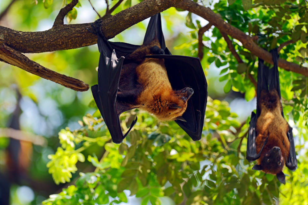 Bats Legal Exotic Animals in Florida