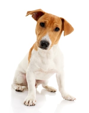 Breed Jack Russell Terrier