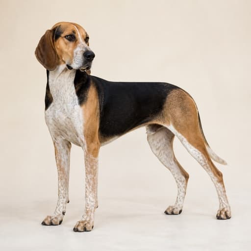 Artois Hound