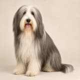 Bearded Collie