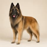 Belgian Shepherd (Tervuren)