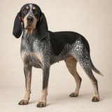 Bluetick Coonhound