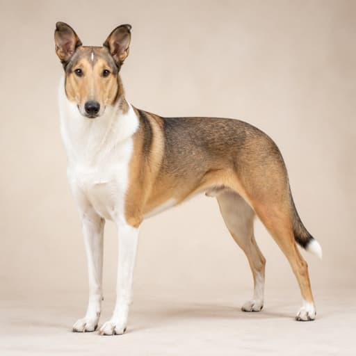 Collie, Smooth