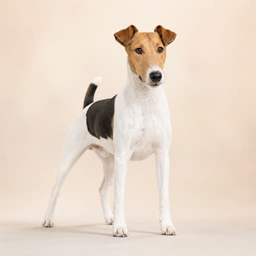 Fox Terrier (Smooth)