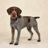 German Wirehaired Pointer