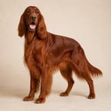 Irish Setter