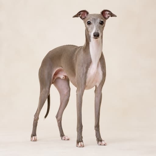 Italian Greyhound