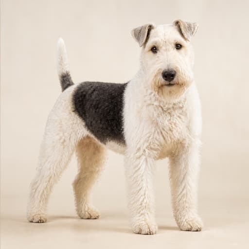 Old English Terrier
