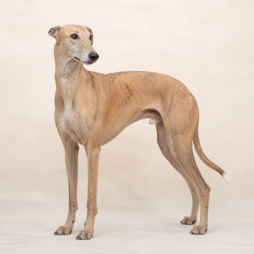 Rampur Greyhound
