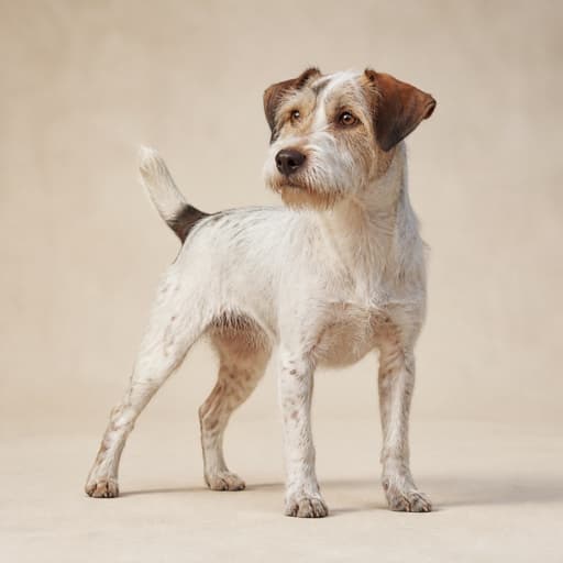 Sporting Lucas Terrier
