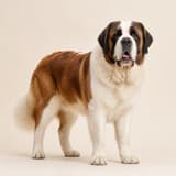 St Bernard
