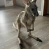 Red Kangaroo Joey Needs a Home photo 1