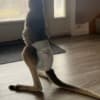 Red Kangaroo Joey Needs a Home photo 3