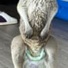 Red Kangaroo Joey Needs a Home photo 4