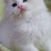 Ragdoll kittens photo 1