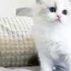 Ragdoll kittens photo 3