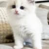 Ragdoll kittens photo 4