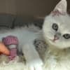 British Shorthair Kittens photo 1