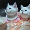 British Shorthair Kittens photo 2