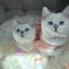 British Shorthair Kittens photo 3