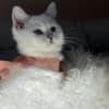 British Shorthair Kittens photo 4