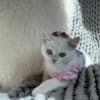 British Shorthair Kittens photo 5