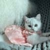 British Shorthair Kittens photo 6