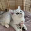 British Shorthair Kittens photo 7