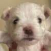 MALTESE FEMALE - ONLY ONE LEFT - CKC REGISTERED photo 1