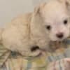 MALTESE FEMALE - ONLY ONE LEFT - CKC REGISTERED photo 3